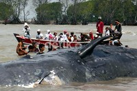 Sulitnya menembus lokasi terdamparnya bangkai bayi paus sperma tidak menyurutkan niat warga untuk menonton dari dekat.
