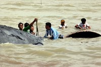 Sebagian warga membantu tim SAR mengevakuasi bangkai bayi paus ke Pulau Kotok, Kepulauan Seribu.