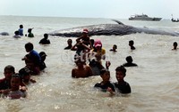 Warga rela berenang dari bibir pantai untuk melihat dan memegang bangkai bayi paus yang diperkirakan berusia 4 tahun tersebut.