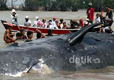Warga Basah-basahan Lihat Bangkai Paus