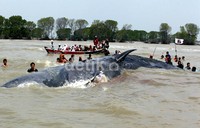 Bangkai paus sperma yang ditemukan di Muara Gembong, menjadi tontonan masyarakat setempat. Warga rela berenang dari bibir pantai untuk melihat langsung bangkai paus tersebut.