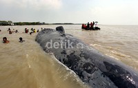 Bangkai bayi paus sperma yang ditemukan di Muara Gembong, Kabupaten Bekasi, dibawa menuju Pulau Kotok, Kepulauan Seribu.