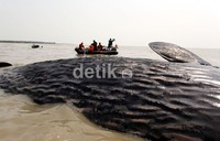 Bayi paus sperma yang ditemukan di perairan Muara Gembong, Kabupaten Bekasi, sudah membusuk. Kulitnya juga sudah mulai terkelupas akibat sengatan sinar matahari.