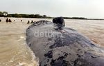 Bangkai Paus Terdampar di Muara Gembong