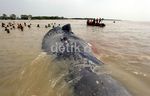 Bangkai Paus Terdampar di Muara Gembong