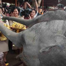 Pria Ini Tewas Diinjak Gajah Setelah Mengajaknya Bermain-main