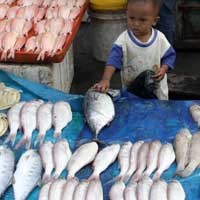 Pusat Pemasaran dan Distribusi Ikan di Brondong Diresmikan September