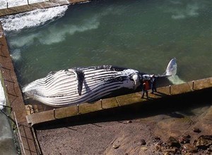 Paus 25 Ton Terdampar di Pantai Australia