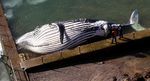 Paus 25 Ton Terdampar di Australia