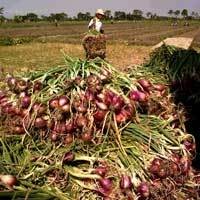 Produksi Bawang Merah RI Cukupi Kebutuhan, Kok Masih Impor?