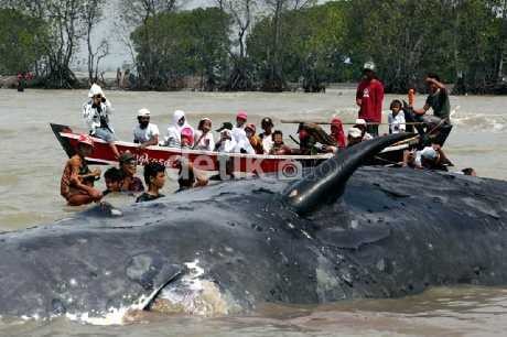 20 Lumba-lumba Mengelilingi Bangkai Paus di Pulau Kotok 20 Lumba-lumba Mengelilingi Bangkai Paus di Pulau Kotok