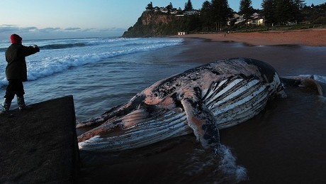 Bangkai Paus 30 Ton di Australia Dipotong-potong & Dibuang ke Tempat Sampah Bangkai Paus 30 Ton di Australia Dipotong-potong & Dibuang ke Tempat Sampah