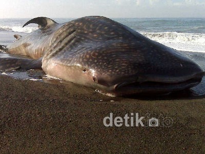 Hiu Paus Terdampar di Pantai Bantul