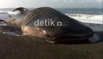 Hiu Paus Terdampar di Pantai Bantul