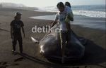 Hiu Paus Terdampar di Pantai Bantul