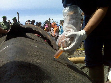 Pengawetan Dimulai, Hiu Paus di Bantul Dikeluarkan Isi Perutnya