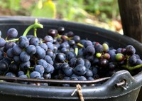 Ini Dia 9 Buah Impor Favorit Indonesia