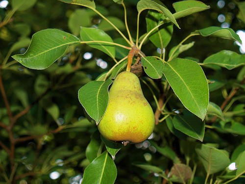 Ini Dia 9 Buah Impor Favorit Indonesia