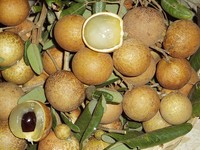 Ini Dia 9 Buah Impor Favorit Indonesia