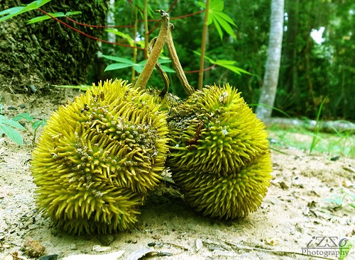 Ini Dia 9 Buah Impor Favorit Indonesia