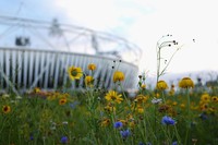 Bunga liar terlihat ditaman Olympics Stadium. Stadion tersebut jadi pusat dari Olympic Park yang dikelilingi saluran air di tiga sisinya. Pengunjung bisa sampai ke venue lewat lima jembatan yang menghubungkan stadion ke area sekitarnya.