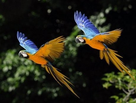 Sadis! Burung-burung Dimutilasi di Kebun Binatang Australia