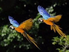 Sadis! Burung-burung Dimutilasi di Kebun Binatang Australia