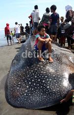 Hiu Tutul Terdampar di Parangkusumo Bantul