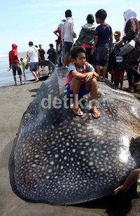 Warga banyak yang penasaran dan nekat duduk menaiki punggung ikan hiu paus atau hiu tutul tersebut. (Bagus Kurniawan/detikcom)