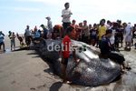 Hiu Tutul Terdampar di Parangkusumo Bantul