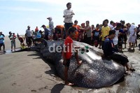 Ikan jenis ini merupakan temuan yang kedua yang terdampar di kawasan Bantul. Yang pertama ditemukan di Pantai Pandansimo Baru, Desa Poncosari kecamatan Srandakan Bantul. (Bagus Kurniawan/detikcom)