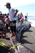 Hiu Tutul Terdampar di Parangkusumo Bantul