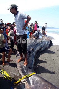 Diperkirakan usia ikan ini masih muda, karena ukurannya lebih kecil dibandingkan temuan pertama di Pandansimo Baru. (Bagus Kurniawan/detikcom)