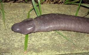 Hewan Unik Mirip Alat Kelamin Pria Ditemukan di Sungai Brasil