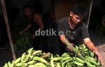 Ramadan, Pedagang Pisang Uli Kebanjiran Rezeki
