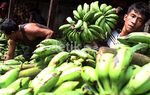 Ramadan, Pedagang Pisang Uli Kebanjiran Rezeki