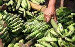 Ramadan, Pedagang Pisang Uli Kebanjiran Rezeki