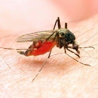 Terobosan Baru Malaria dari Australia