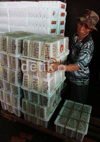 Harga dari beberapa jenis buah impor tersebut dihitung perboks. Untuk satu boks Jeruk Mandarin berisi 150 buah harganya Rp 230.000, Sunkis harganya Rp. 260.000/boks yang berisi 120 buah, Apel Fuji harganya Rp 255.000/boks berisi 150 buah, Pir Pakam Rp 120.000/boks berisi 100 buah, dan Anggur China Rp 160.000 - Rp 190.000/boks.
