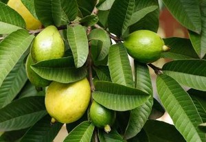 Oo Ternyata Keliru! Daun Jambu Tak Bisa Obati Diare