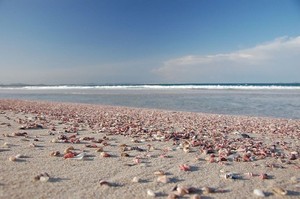 Wow! 4 Pantai Ini Penuh Dengan Cangkang Kerang