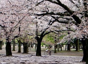 Pelajaran Ramadan dari Jepang