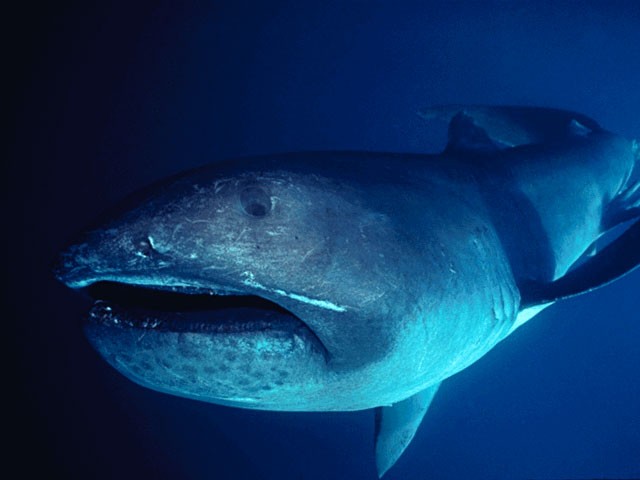 Ini Dia Monster-monster dari Laut