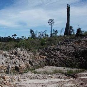 Duh! Kawasan Lindung Puncak Berkurang 5 Ribu Hektar