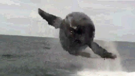 Wow! Ada Paus Terbang di Kanada