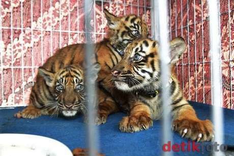 Transaksi Kulit Harimau & Macan Tutul di Cilandak Berhasil Digagalkan