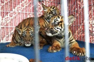 Transaksi Kulit Harimau & Macan Tutul di Cilandak Berhasil Digagalkan