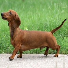 Bunuh Anjing dengan Garpu Taman, Pria Prancis Dibui 8 Bulan