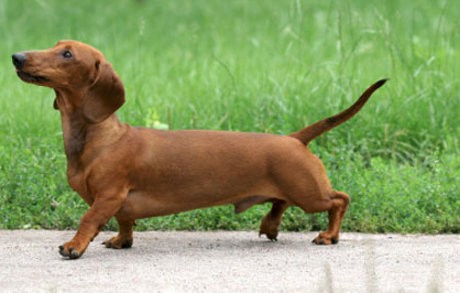 Bunuh Anjing dengan Garpu Taman, Pria Prancis Dibui 8 Bulan