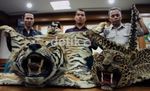 Kemenhut Sita Kulit Harimau Ilegal